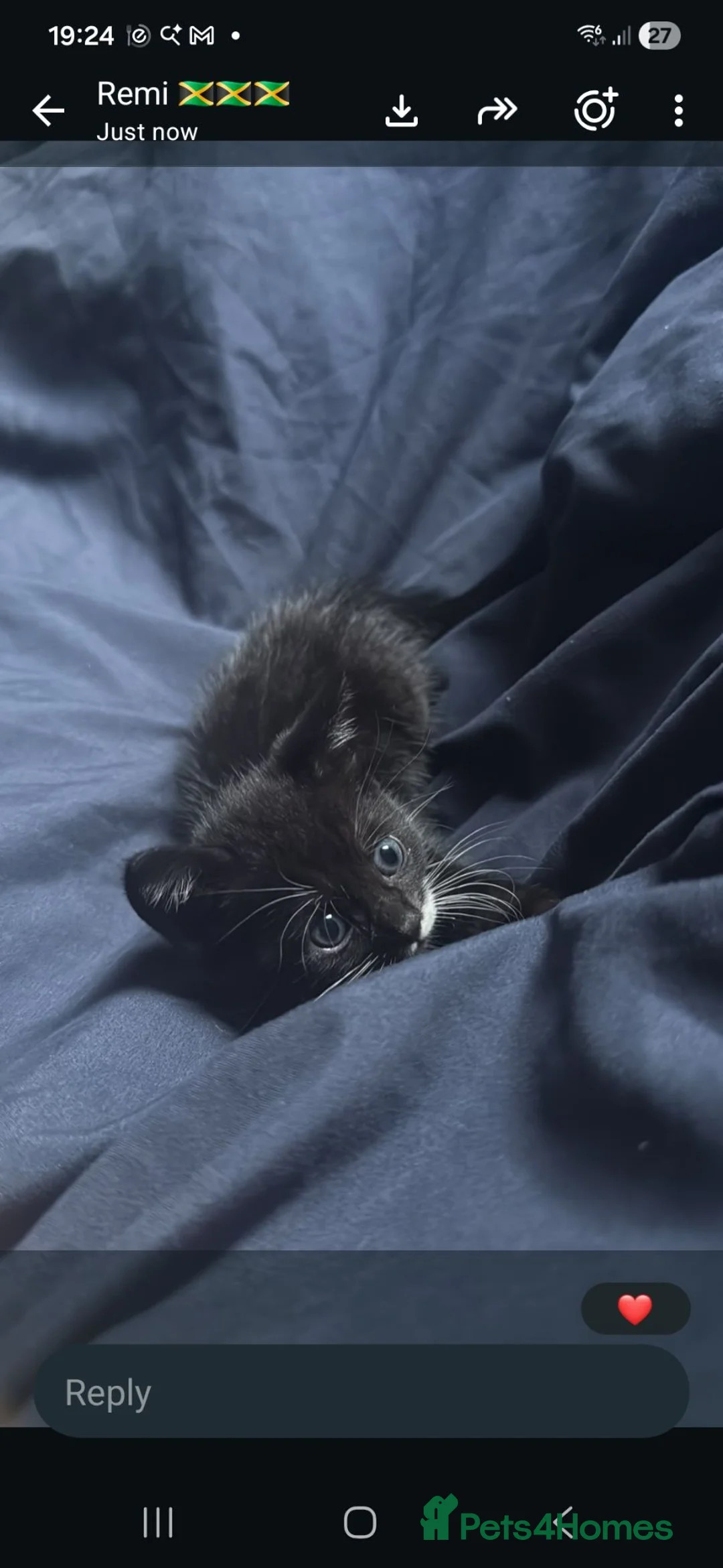 Mixed Breed cats for sale: Mixed breed kitten - Advert 1