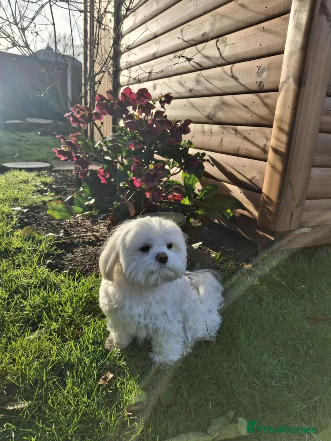 Maltese dogs for stud: Maltese for stud❗️ in Wakefield - Advert 7