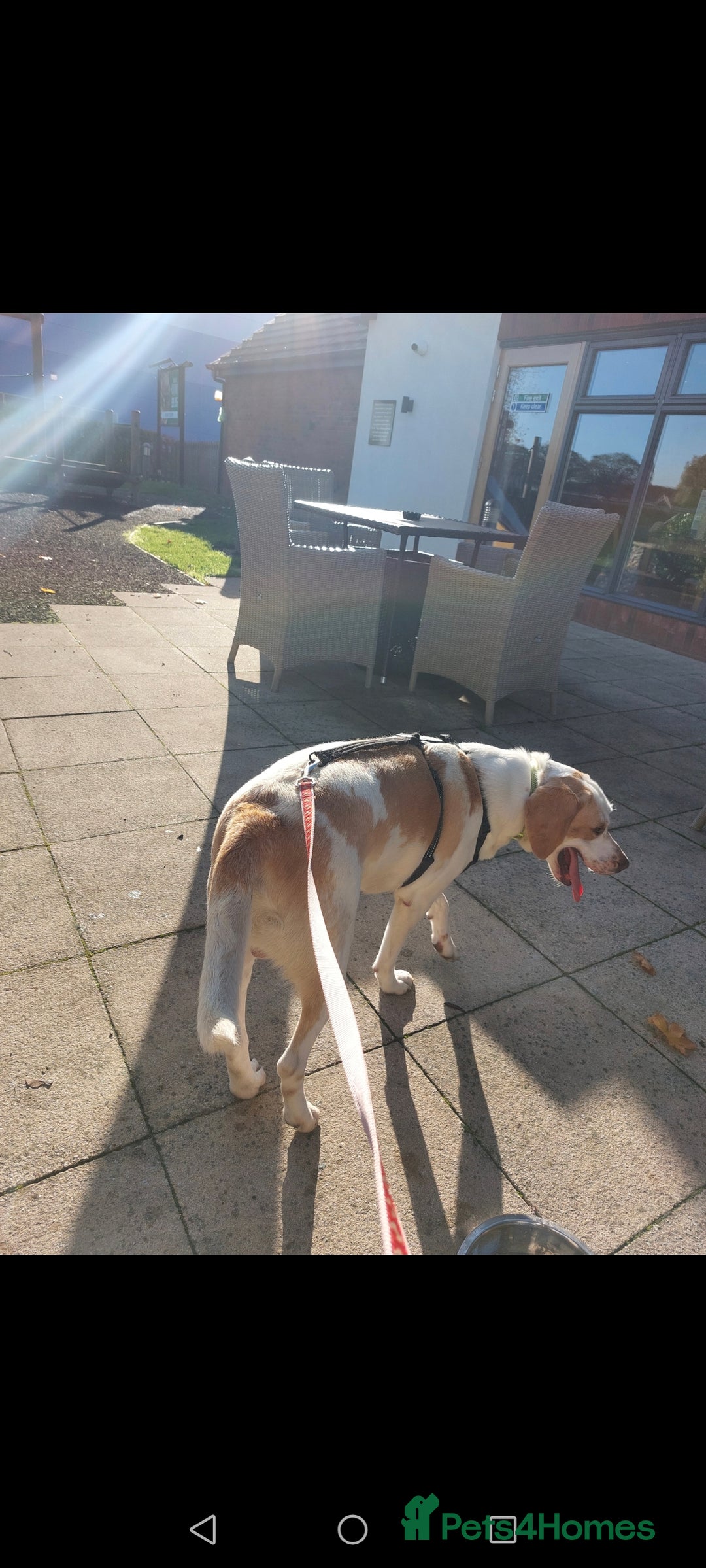 Foxhound dogs for sale: 4 year old boy - Advert 4