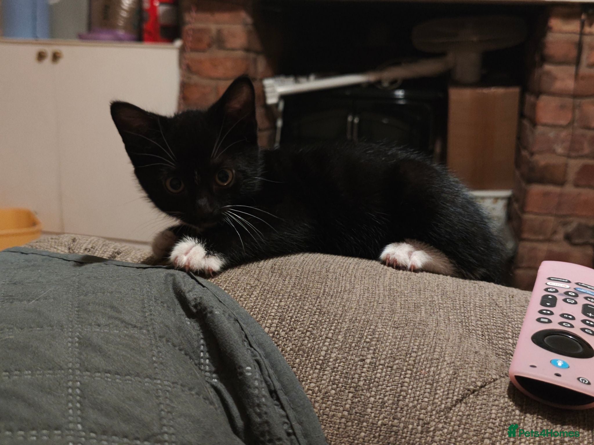 Mixed Breed cats for sale: kittens  - Advert 2
