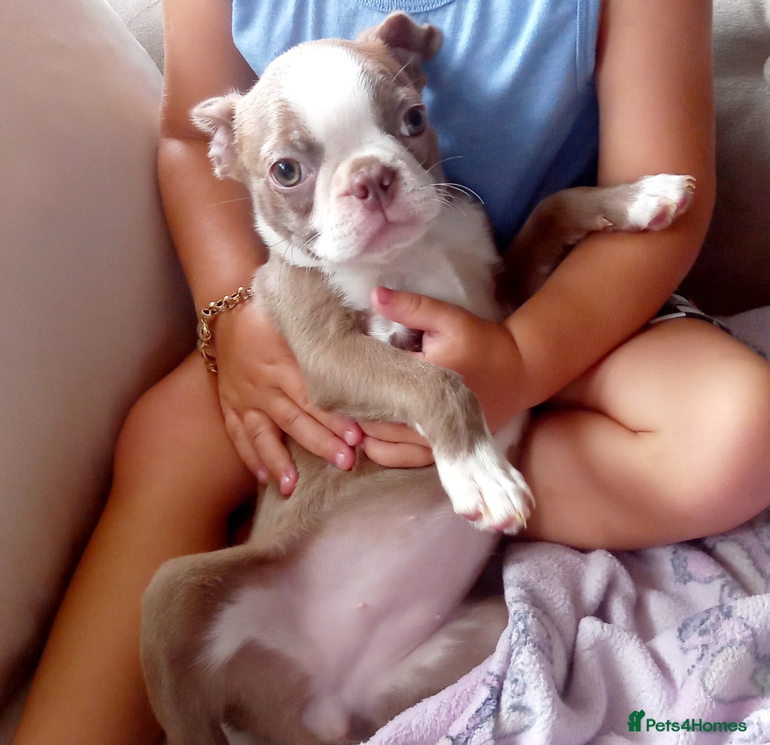 Boston Terrier dogs for sale: Last remaining girl looking for loving home in Stafford - Image 1