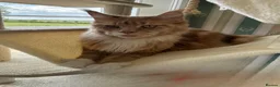 Maine Coon cats for sale: Stunning XL Maine Coon Kittens - Advert 2