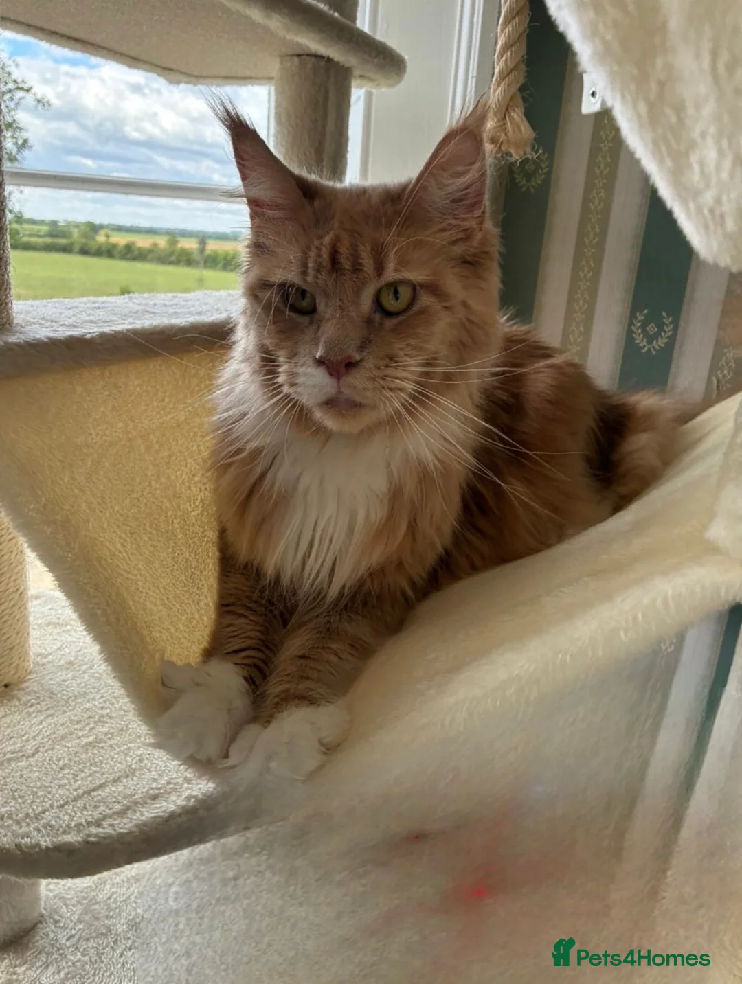 Maine Coon cats for sale: Stunning XL Maine Coon Kittens - Advert 2