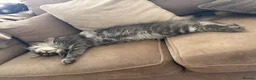 Maine Coon cats for sale: Maine Coon - Advert 3