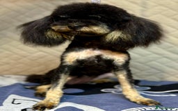 Miniature Poodle dogs for adoption: Lola: The Tiny Poodle Who Survived the Darkness - Image 2