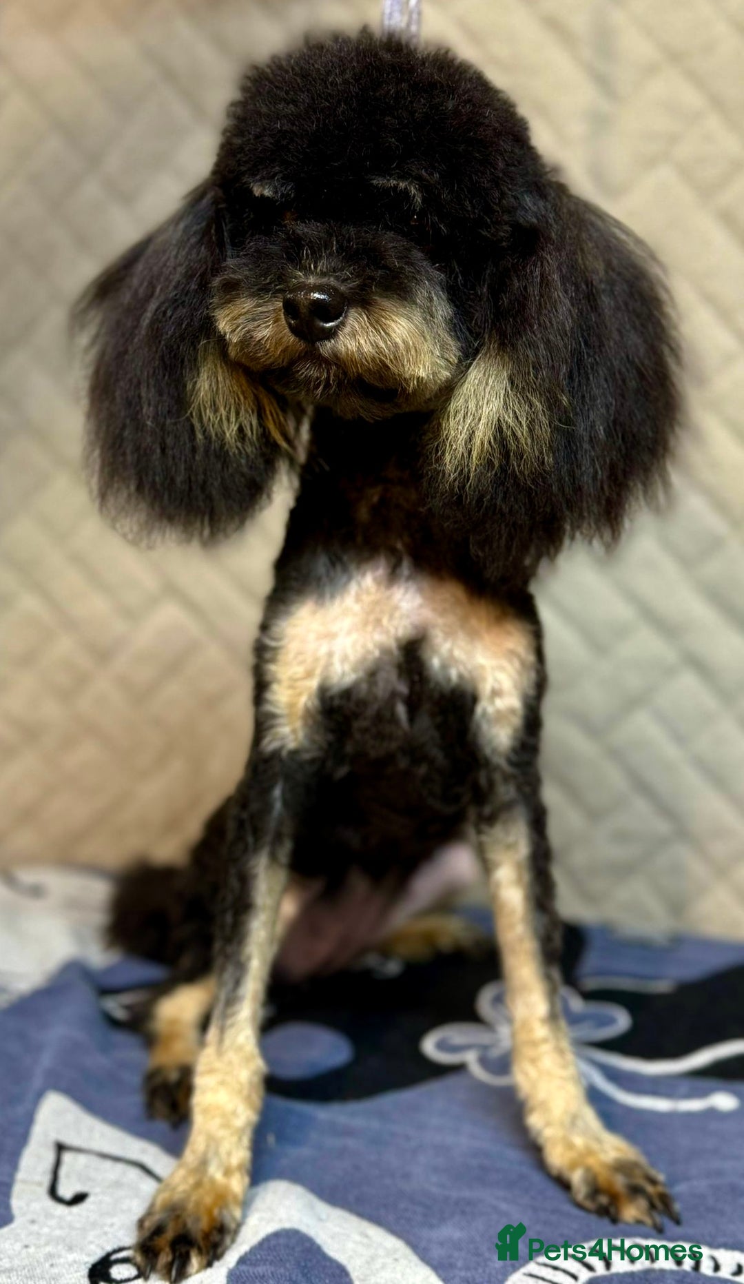 Miniature Poodle dogs for adoption: Lola: The Tiny Poodle Who Survived the Darkness - Image 2