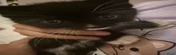 Mixed Breed cats for sale: Kittens for sale  in Cambridge - Advert 4