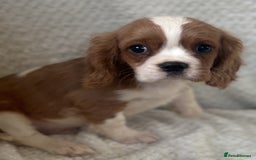 Cavalier King Charles Spaniel dogs for sale: Cavalier King Charles Spaniel Puppies ready now!!! - Image 4