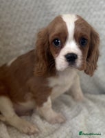 Cavalier King Charles Spaniel dogs Cavalier King Charles Spaniel Puppies ready now!!! - Advert 16