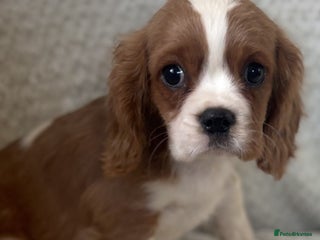 Cavalier King Charles Spaniel dogs Cavalier King Charles Spaniel Puppies ready now!!! - Advert 16