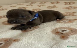 Staffordshire Bull Terrier dogs for sale: Beautiful puppies staffordshire bull terier 🥰 - Image 13
