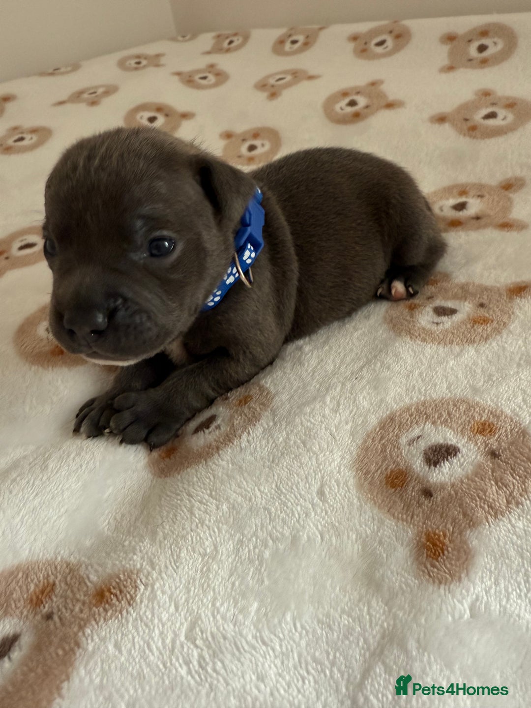 Staffordshire Bull Terrier dogs for sale: Beautiful puppies staffordshire bull terier 🥰 - Image 13