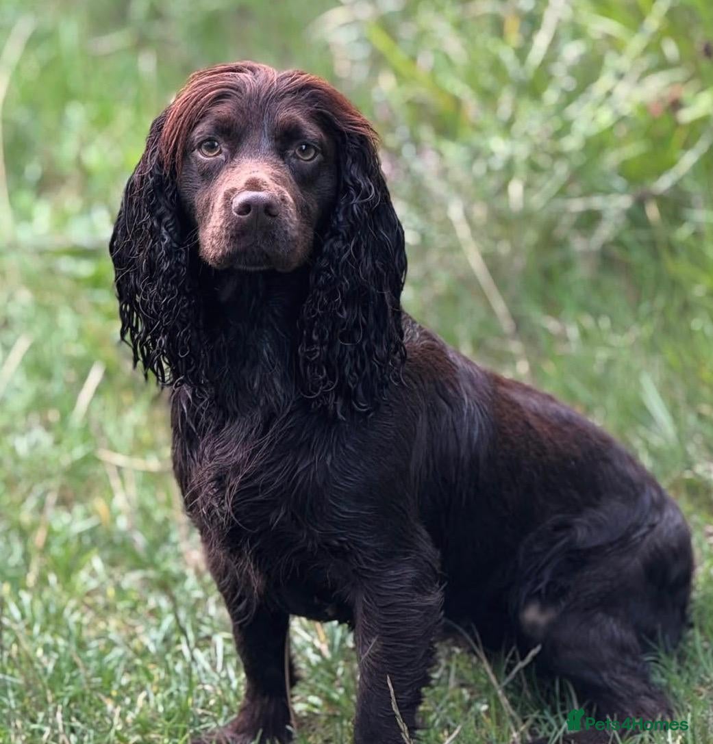 Cocker Spaniel dogs Cocker Spaniel puppies  - Advert 1