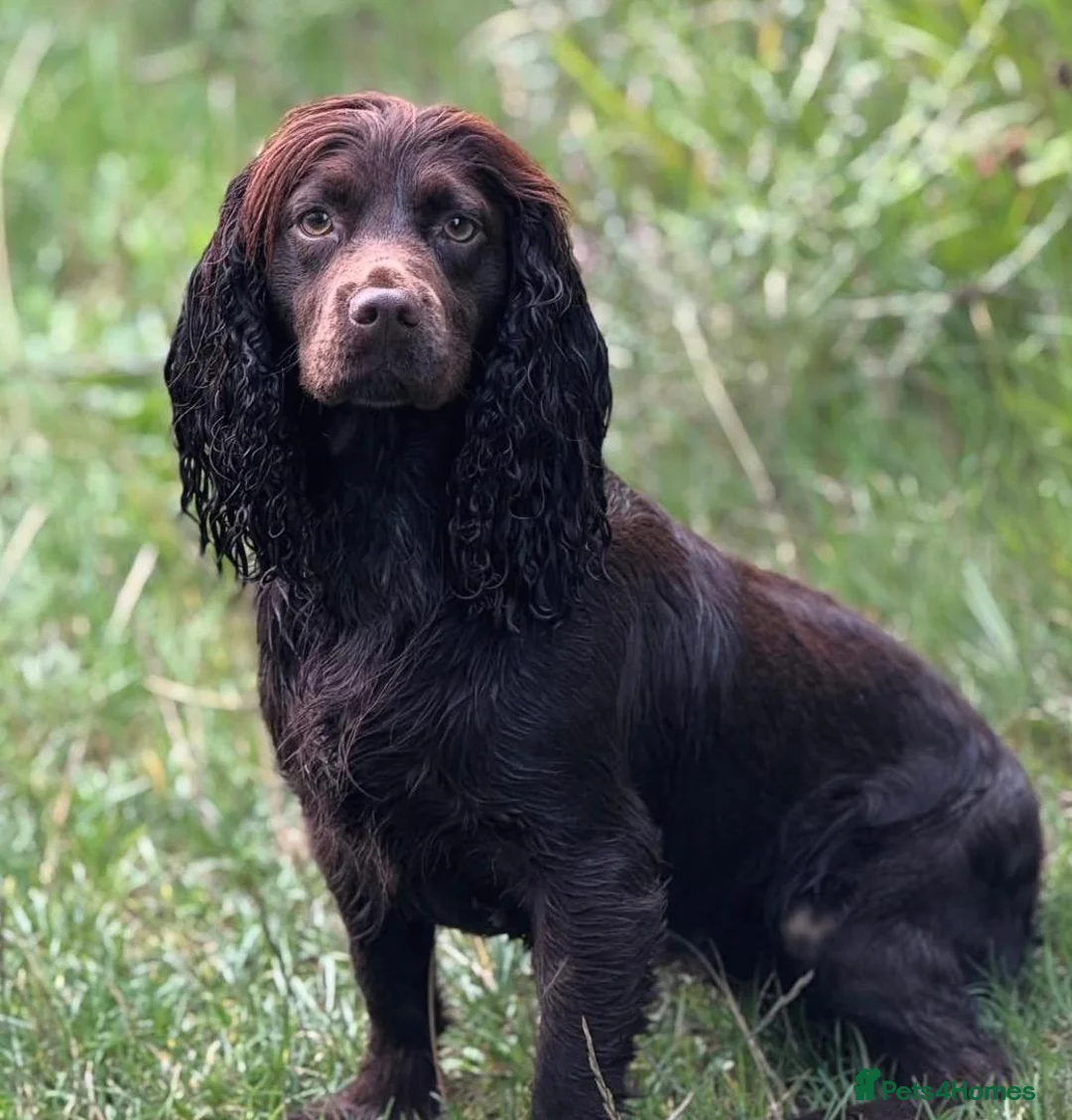 Cocker Spaniel dogs for sale: Cocker Spaniel puppies  - Advert 1