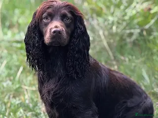 Cocker Spaniel dogs Cocker Spaniel puppies - Advert 2