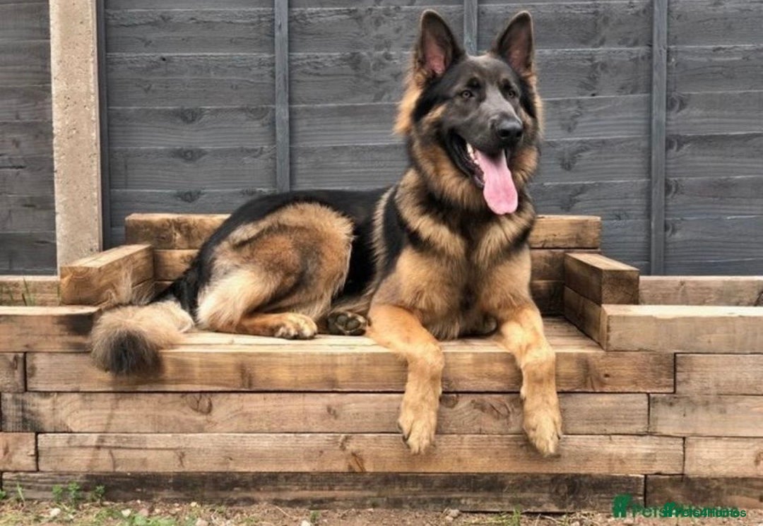 German Shepherd dogs for sale: Beautiful German Shepherd Puppies from Loving Home - Image 13