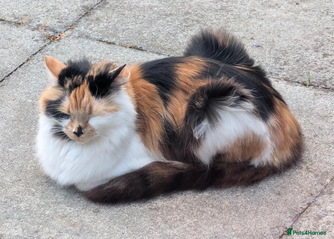 British Longhair cats Calico British Longhair Girl - Advert 1