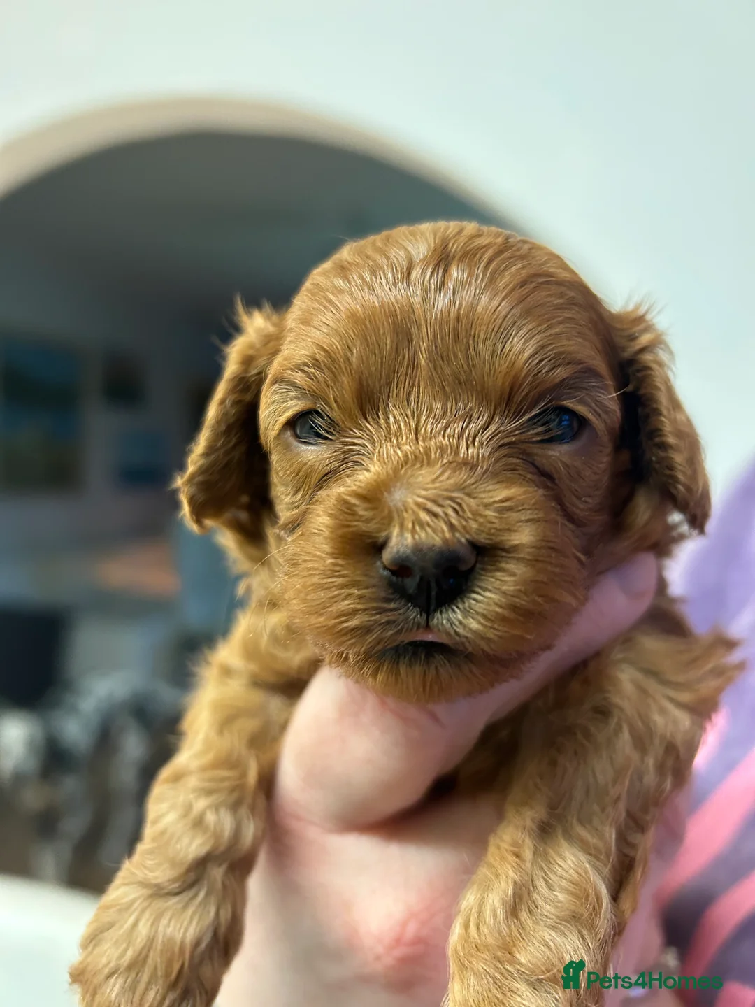 Cavapoo dogs for sale: Cavapoo puppy in Aberdeen - Advert 12