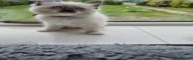 Ragdoll 4