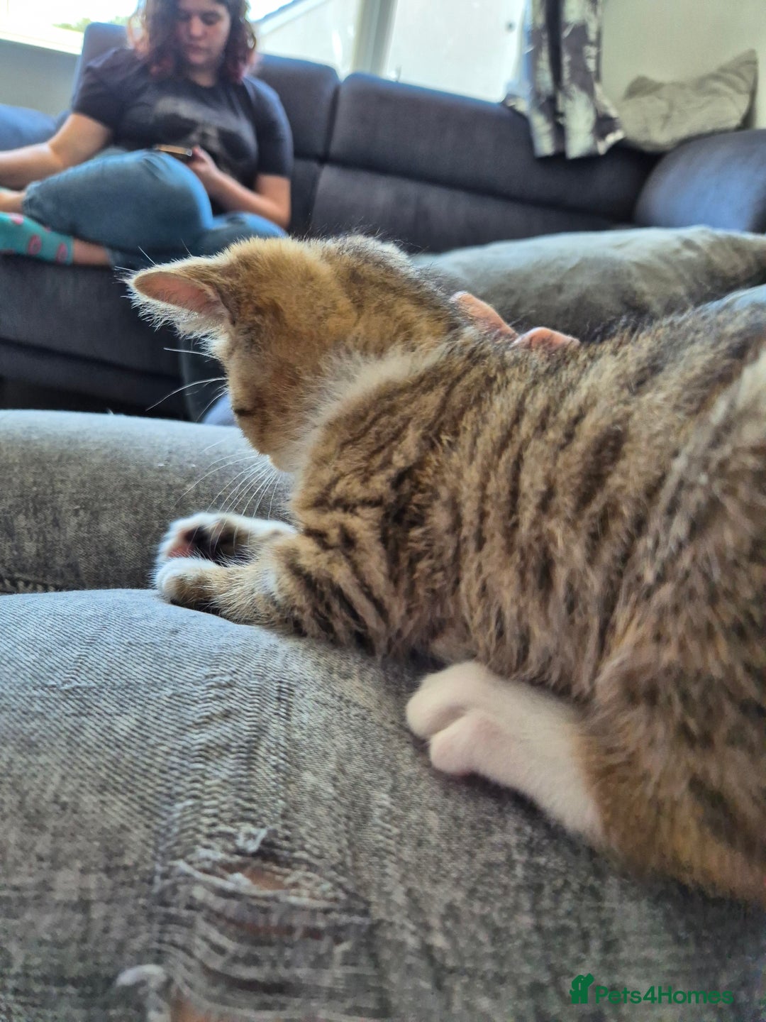 Selkirk Rex cats for sale: Pedigree Selkirk rex  kittens ready now  in Burnham-on-Sea - Image 22