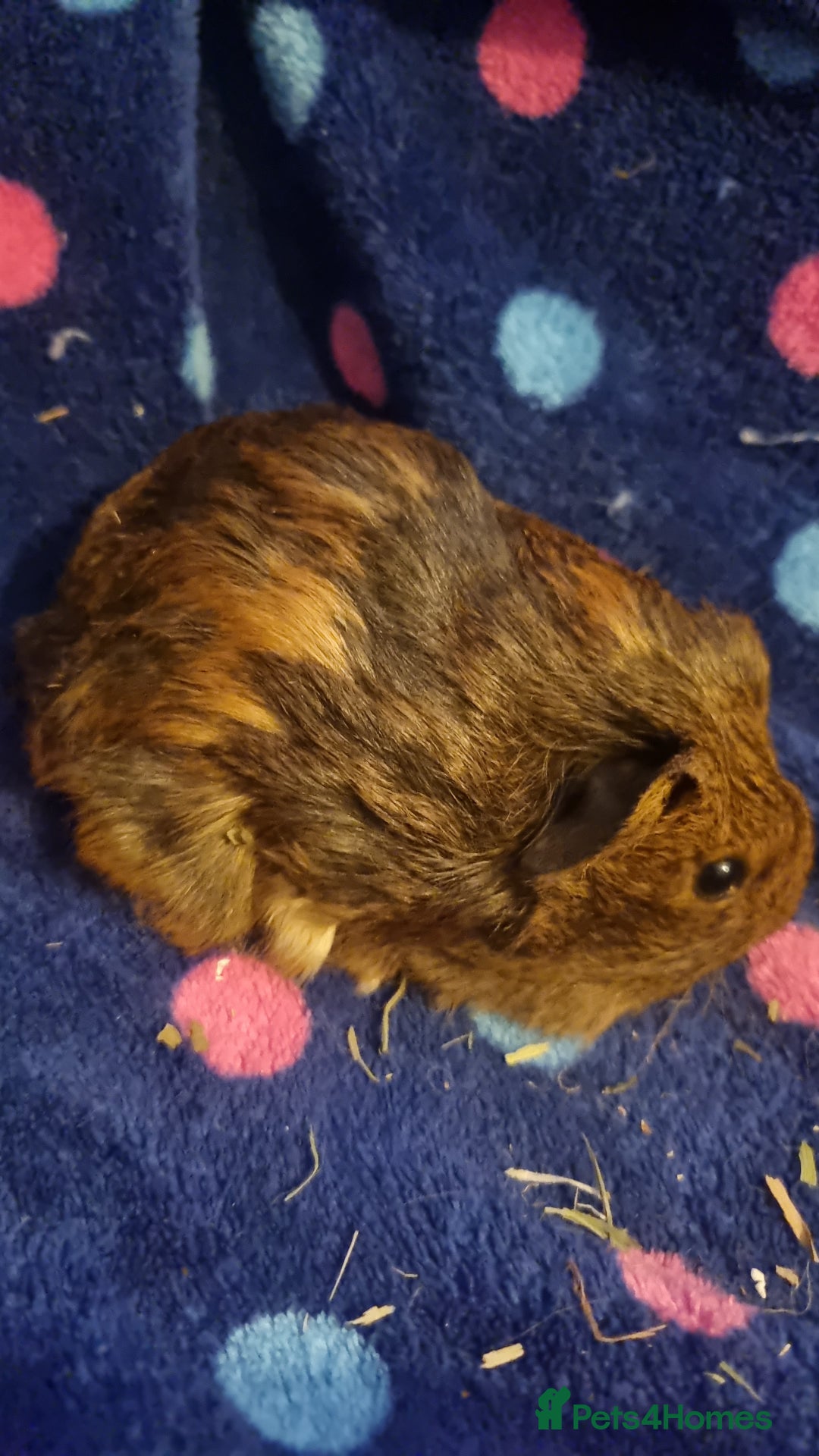 Guinea Pig rodents for sale: Alpaca x texel  - Image 2