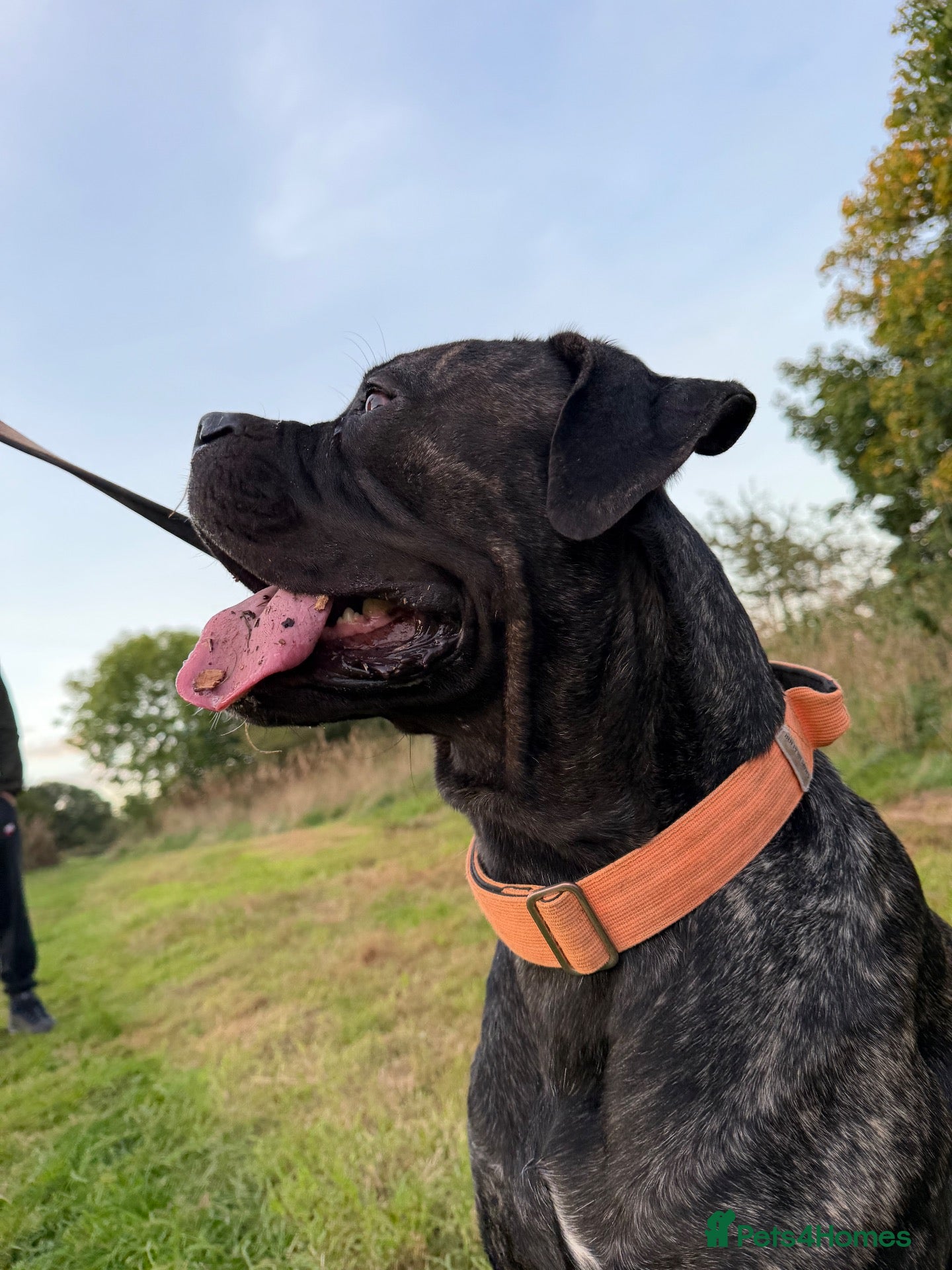 Cane Corso dogs Cane corso loving home only - Advert 16