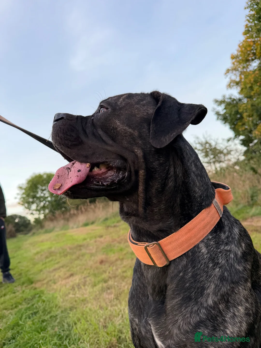 Cane Corso dogs for sale: Cane corso loving home only - Advert 1
