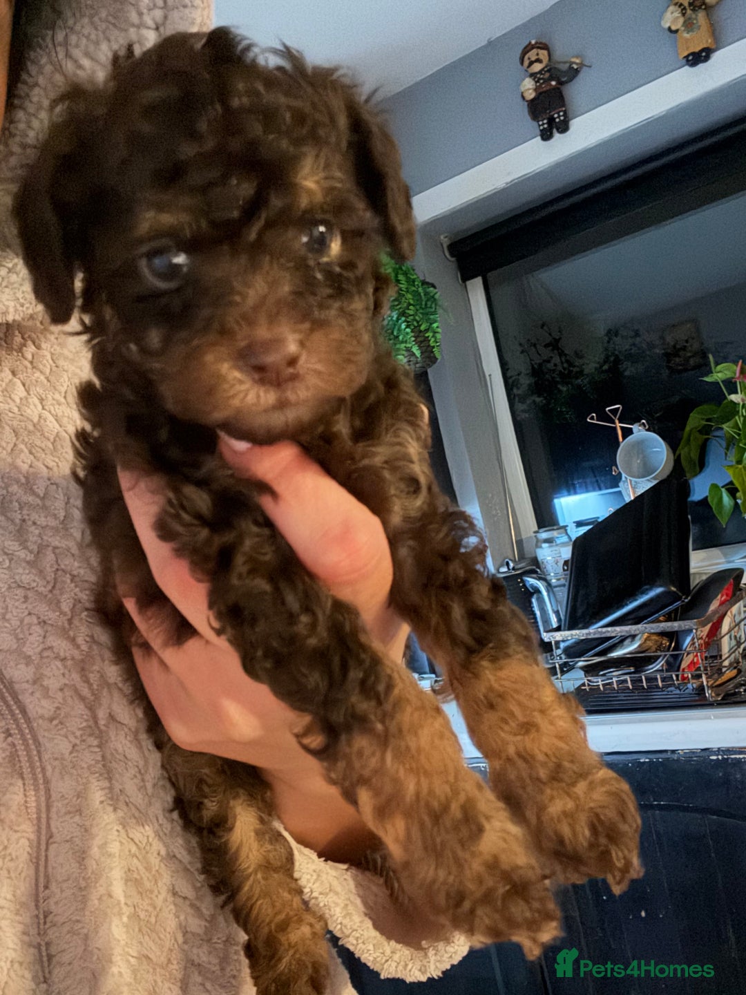 Shihpoo dogs for sale: Adorable F1B Shihpoo puppies ready NOW 🐾🐕🤍 - Image 12