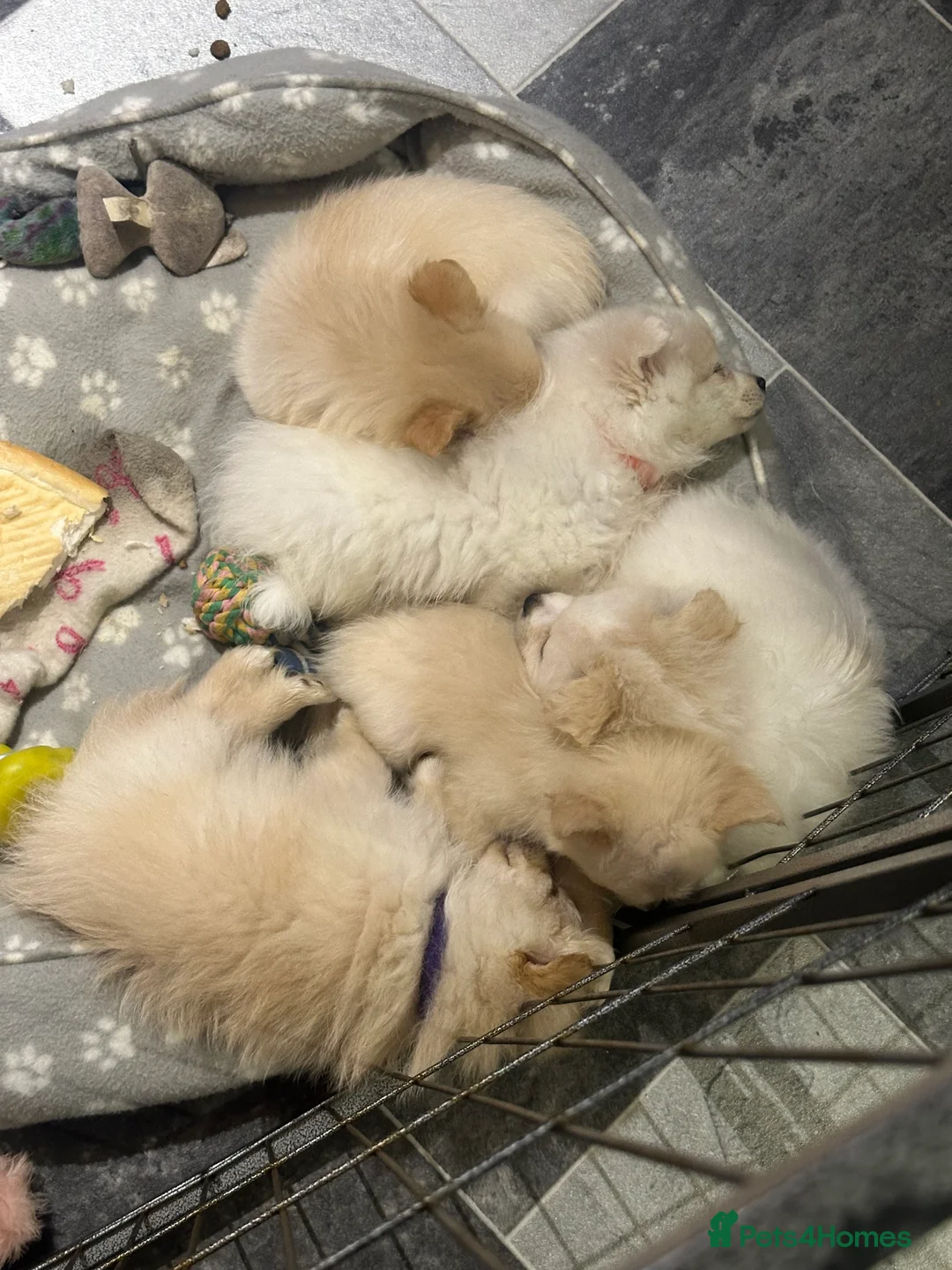 Pomeranian dogs for sale: Beautiful Pedigree Pomeranian Puppies - Advert 2