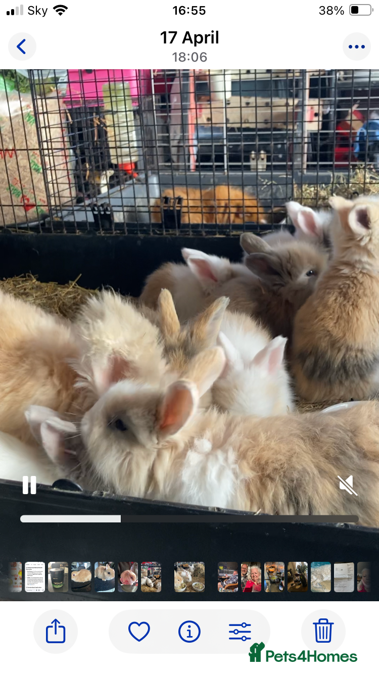 Angora rabbits Adorable angora babies - Advert 2