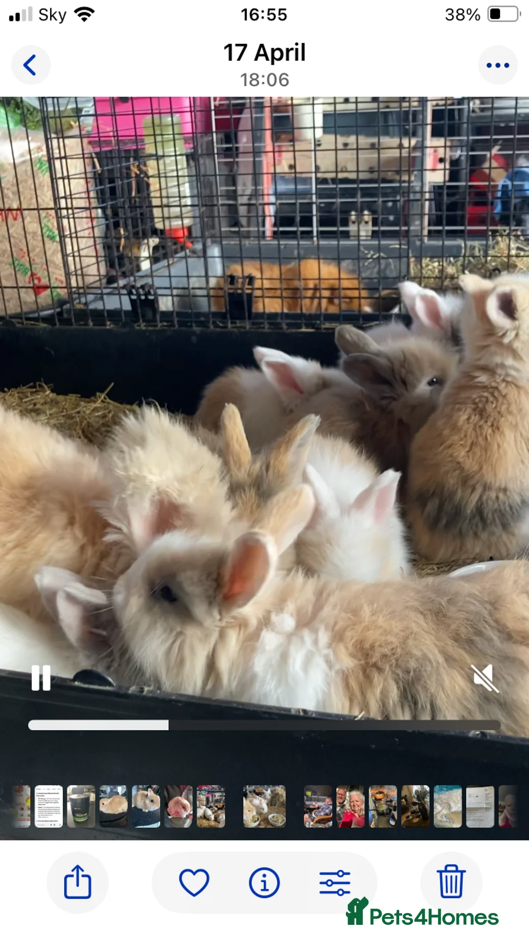 Angora rabbits for sale: Adorable angora babies - Advert 2