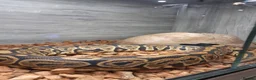 Python Snake reptiles for sale: Royal Python collection in Westcliff-on-Sea - Advert 7