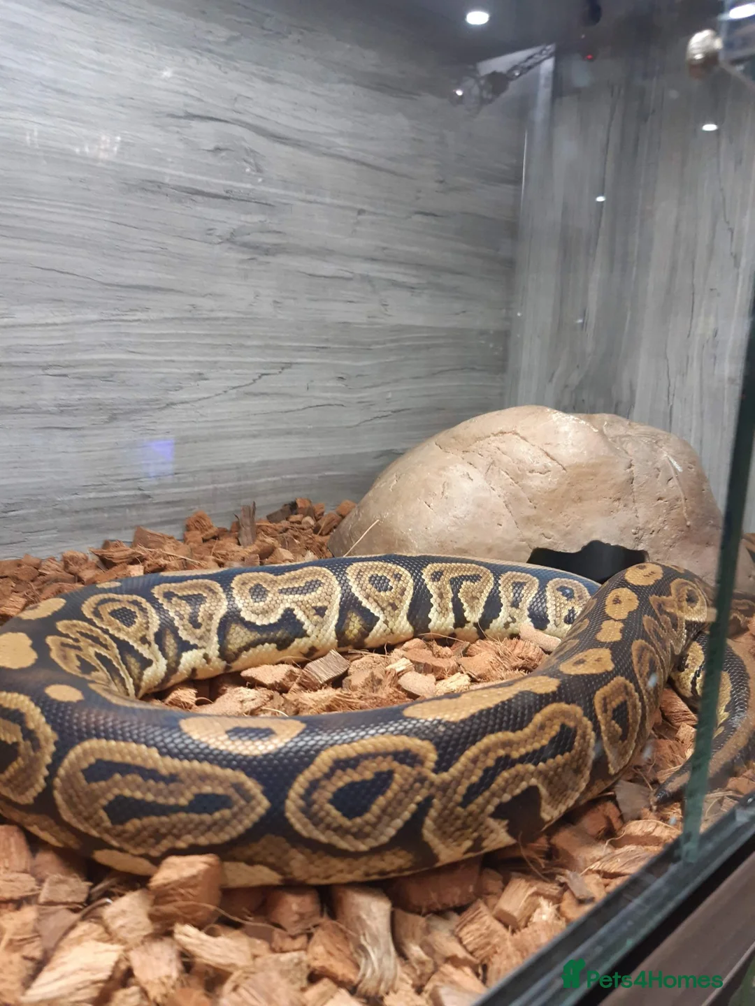 Python Snake reptiles for sale: Royal Python collection in Westcliff-on-Sea - Advert 7