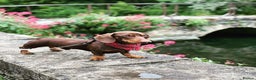 Miniature Dachshund dogs for stud: Proven Choc/Tan Brown Miniature Dachshund for Stud in Swindon - Advert 4