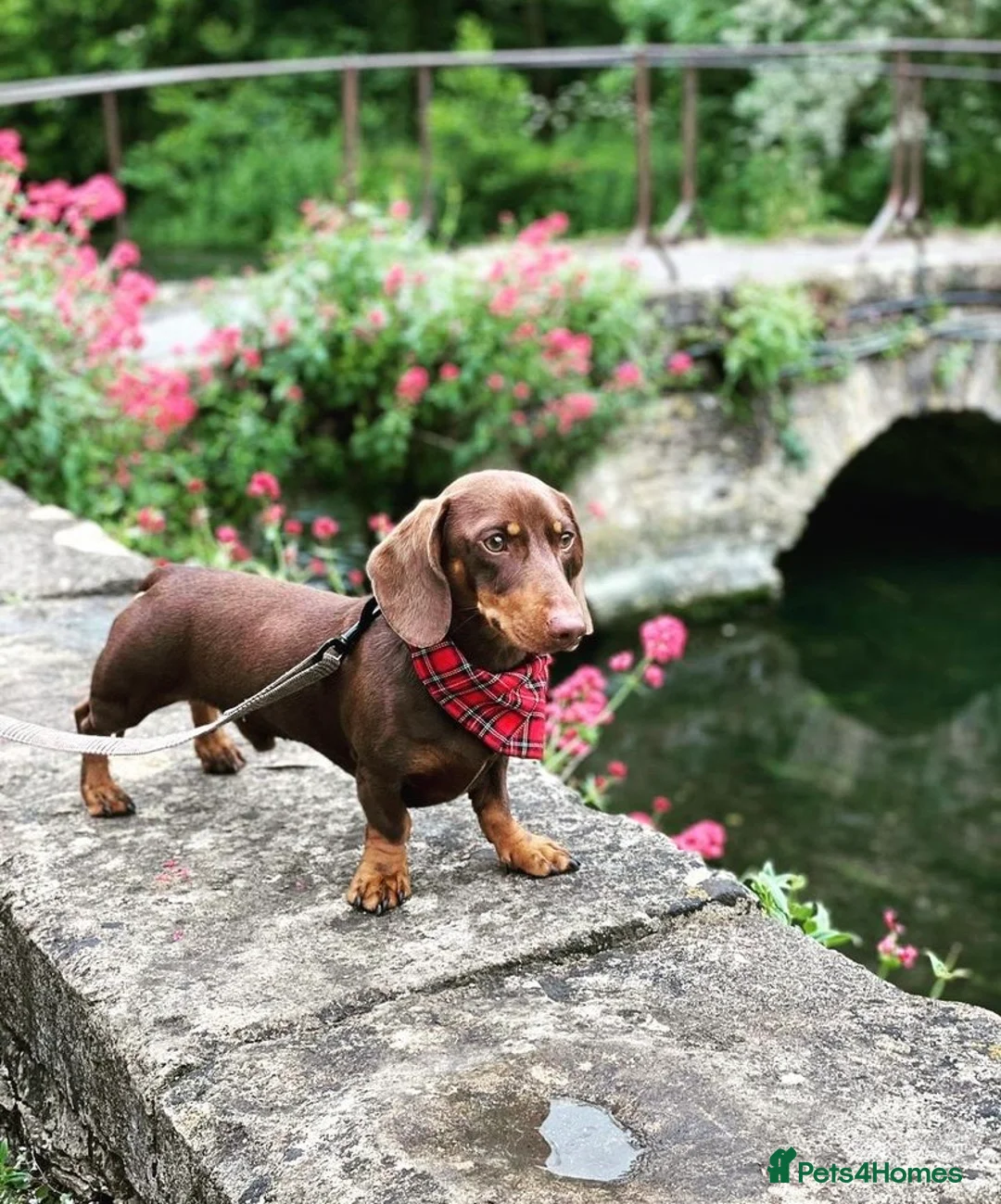 Miniature Dachshund dogs for stud: Proven Choc/Tan Brown Miniature Dachshund for Stud in Swindon - Advert 4