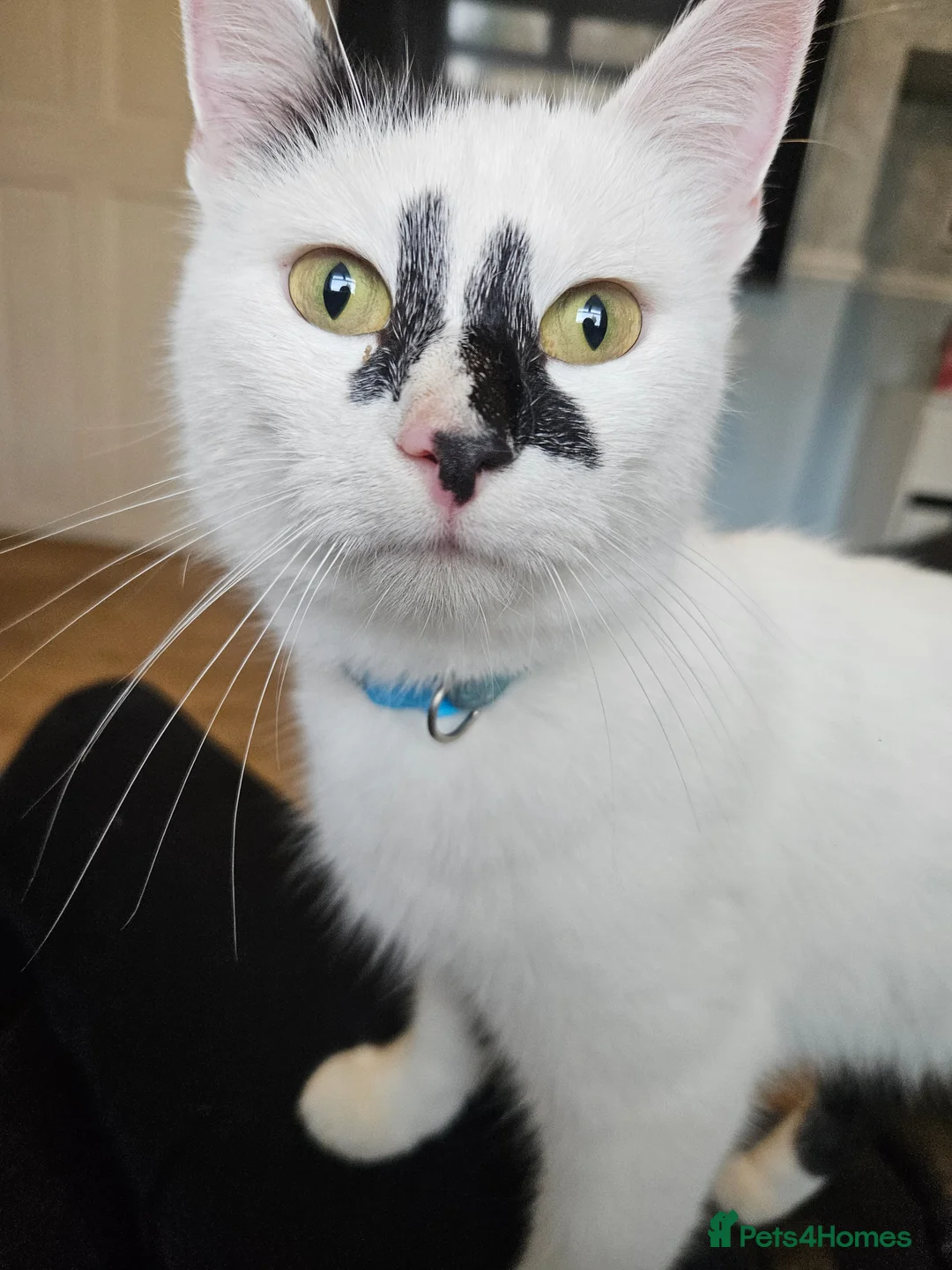 Mixed Breed cats for sale: 3 friendly loving kittens - Advert 2