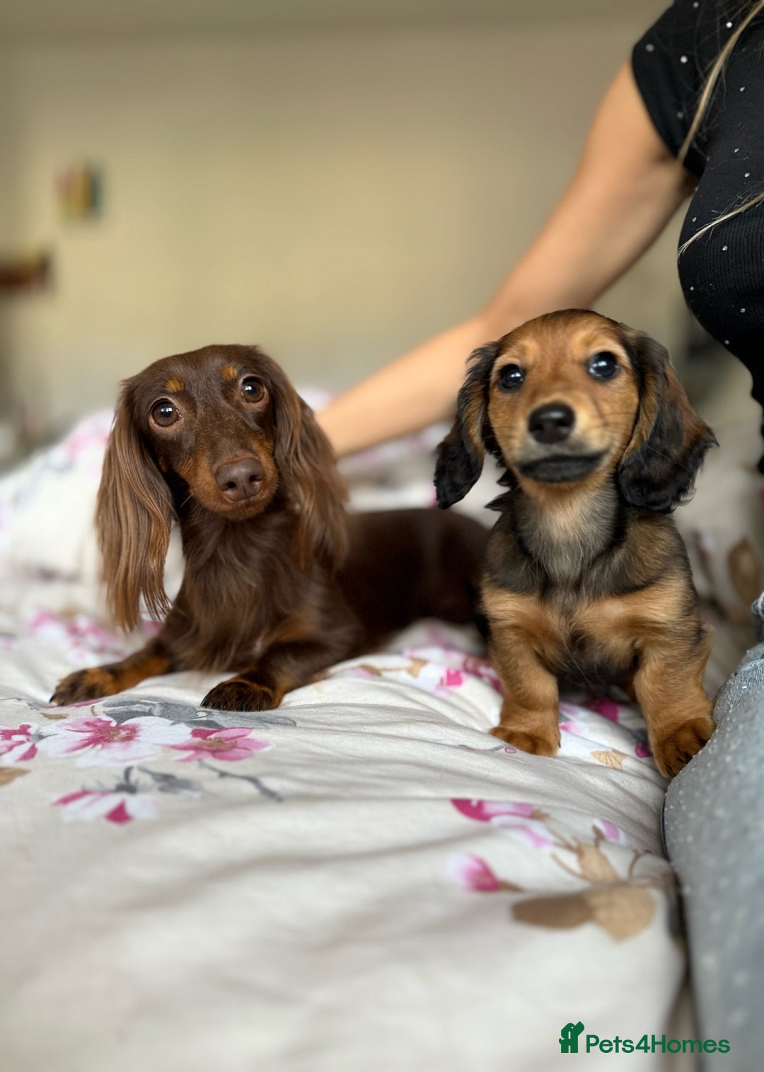 Dachshund dogs for sale: Miniature longhair dachshund puppies  - Image 4