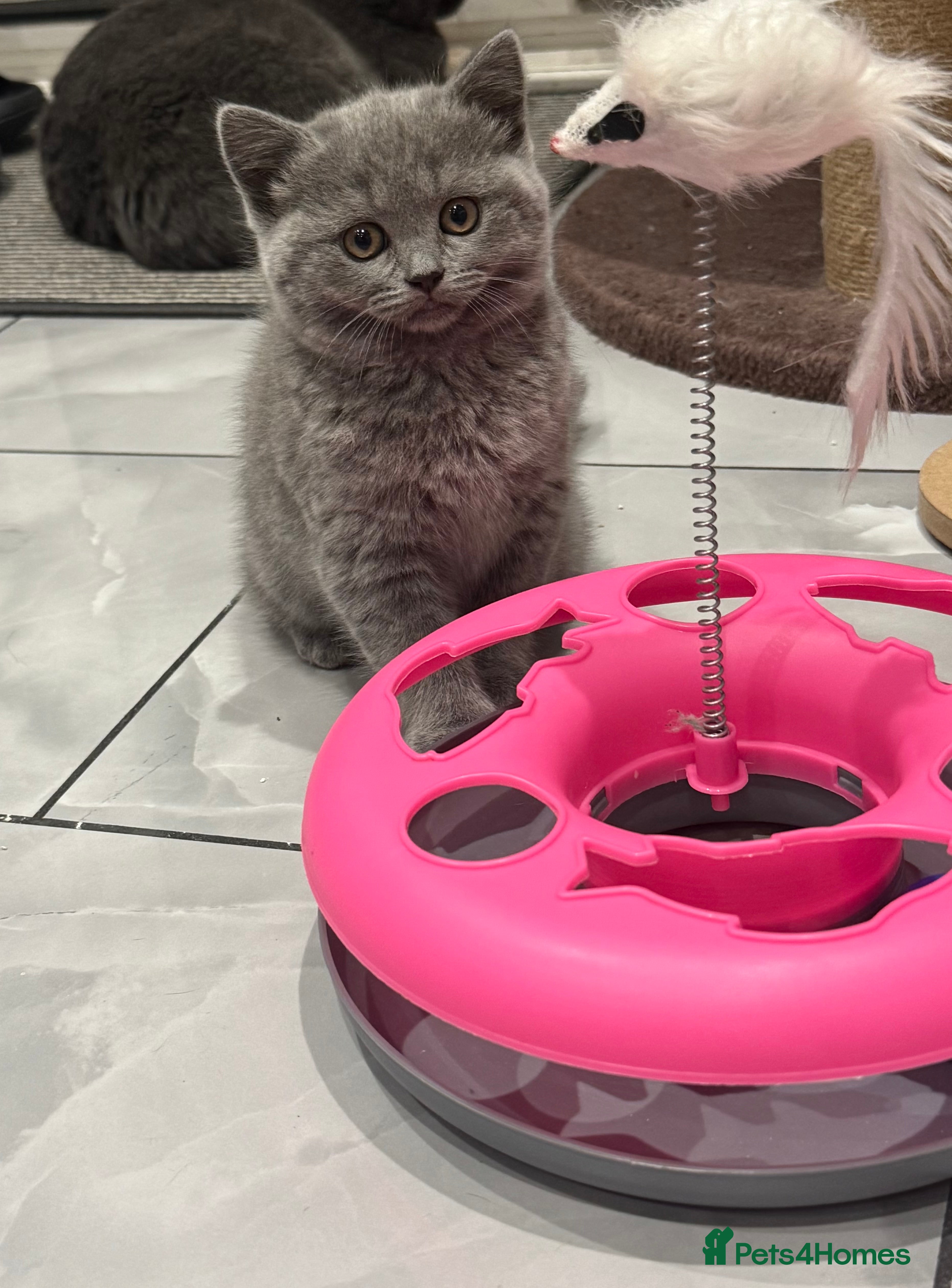 Scottish Fold cats LAST Scottish straight girl left - Advert 6