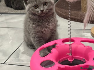 Scottish Fold cats LAST Scottish straight girl left - Advert 3