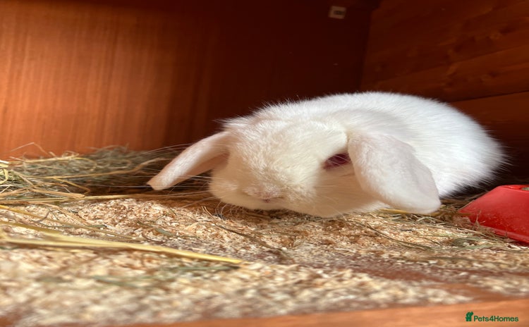 Mini Lop rabbits - Advert 1