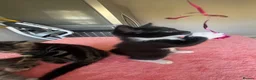 Mixed Breed cats for sale: 4 x Adorable Loving Kittens Ready NOW! - Advert 40