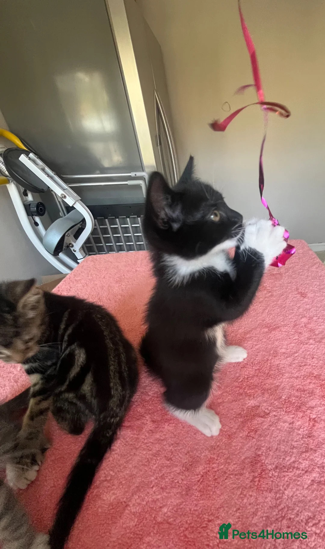 Mixed Breed cats for sale: 4 x Adorable Loving Kittens Ready NOW! - Advert 40