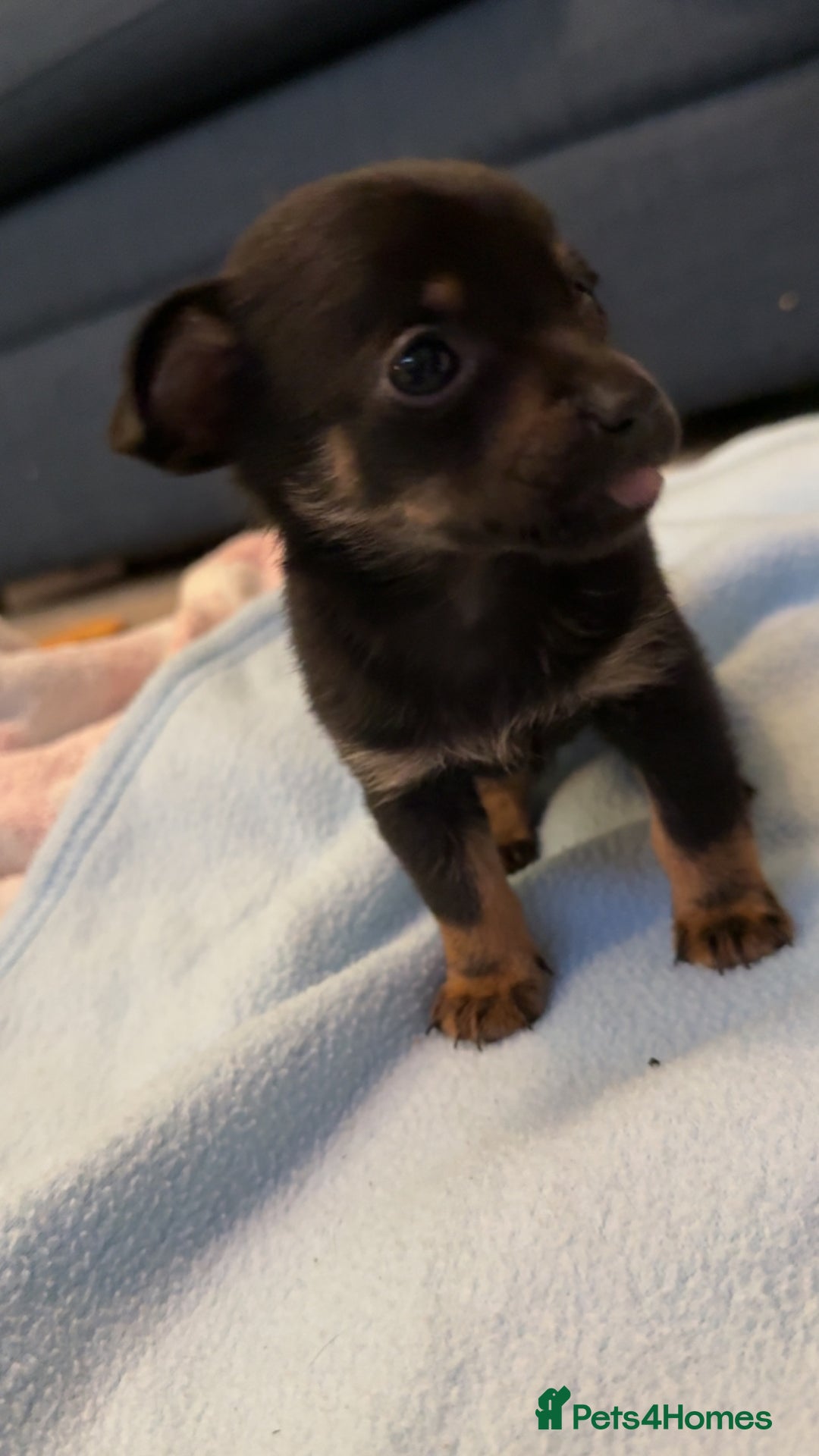 Mixed Breed dogs for sale: Doxipoo puppy  - Advert 3