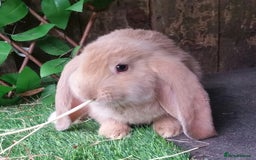 French Lop rabbits for sale: Giant French Lop Planned Litters - Vaccinated   - Image 7