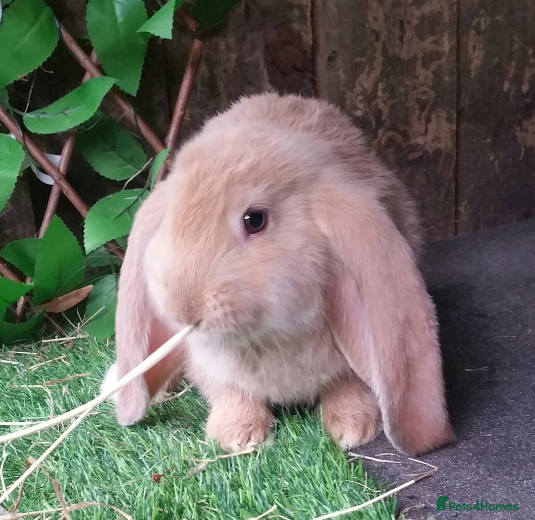 French Lop rabbits for sale: Giant French Lop Planned Litters - Vaccinated   - Image 7