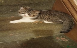 Exotic cats for sale: REDUCED Exotic kittens for sale - Image 2