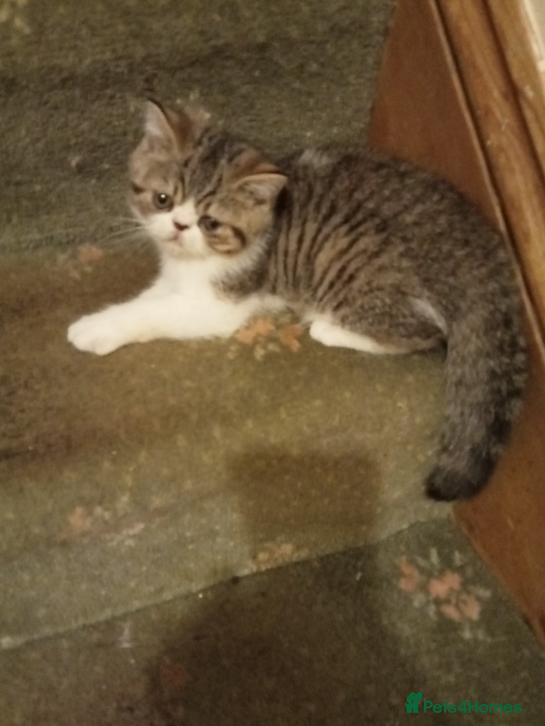Exotic cats for sale: REDUCED Exotic kittens for sale - Image 2