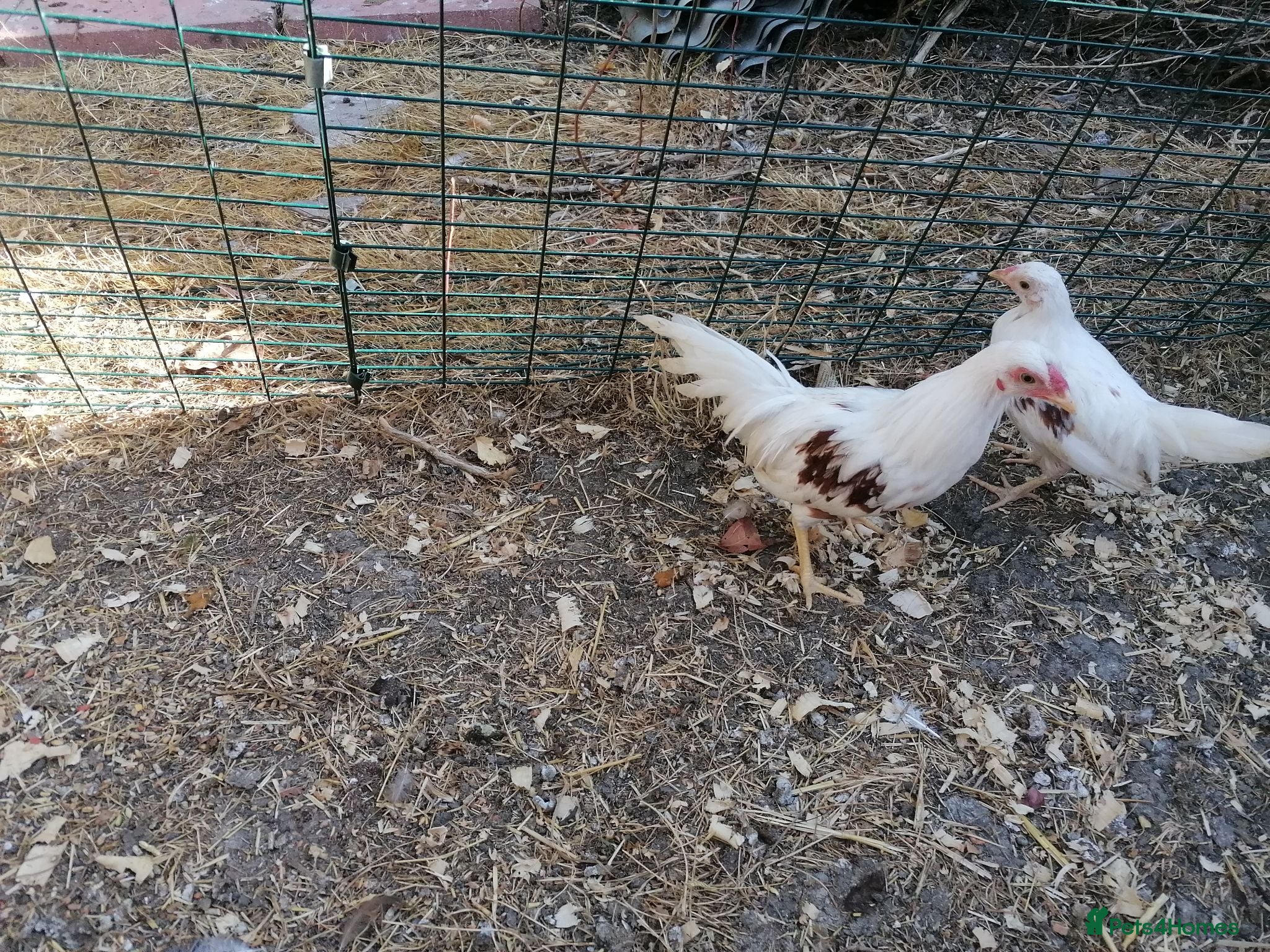 Chickens poultry Young pair of Yokohamas - Red Saddle - Rare breed - Advert 2