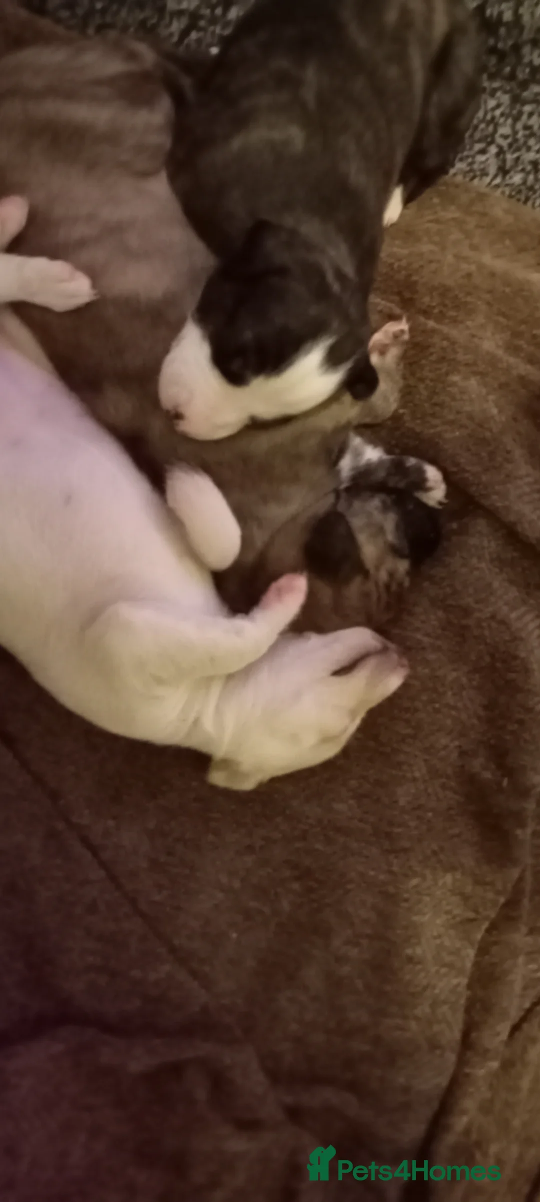 Mixed Breed dogs for sale: Lurchure pup in Dunfermline - Advert 4