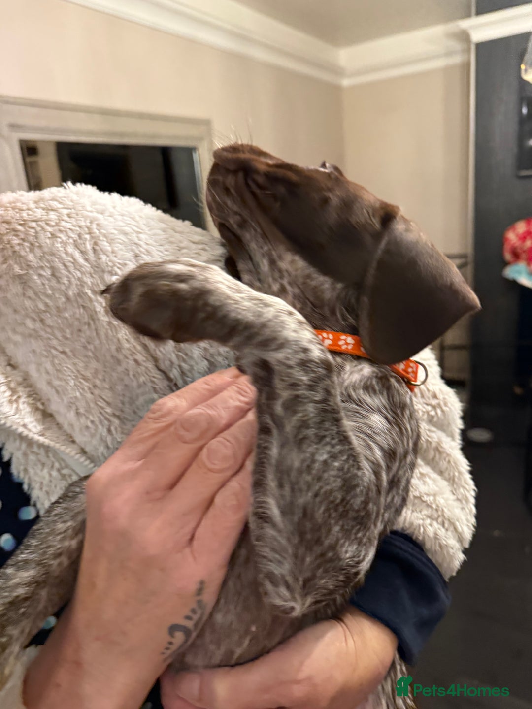 Mixed Breed dogs for sale: Well reared Quality puppies - Advert 20